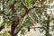 Close up of LARGE Thorns on Acacia Tree, or Gum Arabic Tree