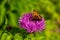 Close up of a Large Tortoiseshell Butterfly on a pink corn flower