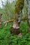 Close-up of large tree trunk bark chewed gnawed by beavers in the forest