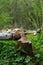 Close-up of large tree trunk bark chewed gnawed by beavers in the forest