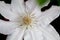 close-up of a large white clematis flower showing the stamen and pink stripes on the leaves