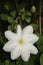 Close-up of a large white flower of Clematis `Guernsey cream`