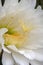 Close-up of large white flower of a soehrensia spachiana or white torch cactus