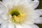 close-up of large white flower of a soehrensia spachiana or white torch cactus