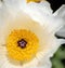 Close-up of large white prickly poppy wildflower