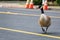 Close up. Large wild adult Canada goose Branta canadensis meanders city street, slows traffic and creates a hazard to automobile