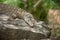 Close-up Of Largest Lizard Species In Australia