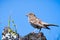 Close up of Lark Sparrow Chondestes grammacus perched on a rock; blue sky background, North Table Ecological Reserve, Oroville,