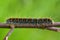 Close up of the larva of a small eggar butterfly