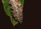 Close up of larvae cocoon on a leaf photo taken in the UK