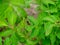 Close-up of the larvae of the Colorado potato beetle on potato leaves. Pests , insects