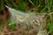 Close up of larvae of a ermine moth, Yponomeuta malinellus or Gespinstmotte