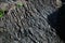 Close-up of the lava blades of an old viscous flow, typical of the volcanic crater area, Vesuvius, Naples, Campania, Italy