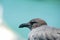 Close up of a lava gull