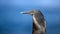 Close up of a Lava heron