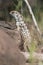 Close up of a lava lizard on Santa Fe Island, Galapagos Island, Ecuador, South America