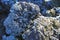 Close-up of lava rocks with pioneer lichen species Stereocaulon vesuvianum typical of the volcano crater area, Vesuvious, Naples