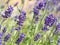 Close up Lavandula angustifolia, Levander floral pattern, bunch of flowers in bloom, purple lilac scented flowering