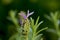 Close up lavendar herb in cluster