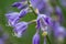 Close up of a lavendar hosta blossom