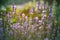 Close up of lavender. Blurred background. Lavender fields.