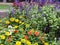 Close up Lavender field and colorful flowers in the garden with sunlight shinning in the morning time. Floral and natural.