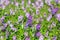 Close up lavender flower