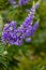 Close up of a lavender flower, Vitex Agnus castus,  Bok Tower gardens Lake Wales, Florida USA.
