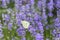 Close-up of lavender flowers with a small white butterfly, selective focus