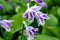 A close up of a lavender Hosta plant that is blooming