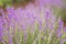 Close-up of lavender kissed from the morning sun.