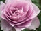 Close up Lavender Rose