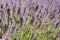 Close-up of lavender spikes in a field in Brihuega