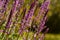 Close up lavender stems on defused field background