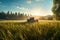 close-up of a lawn mower grass at sunrise