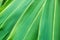 Close up layer green leaf nature abstract background