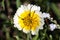 Close up of Layia platyglossa wildflower, commonly called coastal tidytips, bugs close to its center, south San Francisco bay area