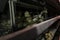 Close-up. A laying hen`s head peeks out of an incubator at a poultry farm