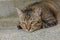 Close-up of a Lazy Bengal cat sleeping on stone floor