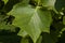 Close up of a leaf of an adult American tulip tree, Liriodendron tulipifera