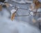 Close-up of leaf covered by snowflakes