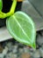 close-up of a leaf daun