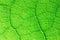 Close up leaf detail