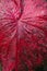 Close up leaf detail of Queen of the leafty plants or Caladium i