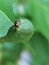 Close up leaf-eating caterpillars are pests