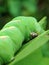 Close up leaf-eating caterpillars are pests