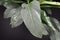 Close up of a leaf of an exotic `Philodendron Hastatum` or `Silver Sword` house plant on black background