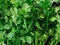 Close up leaf of fresh coriander , cilantro are ingredient of as