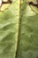 Close up of Leaf insect, Phyllium giganteum