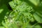 Close-up leaf of lady`s mantel with sparkling water droplets with a white seedhead of dandelion